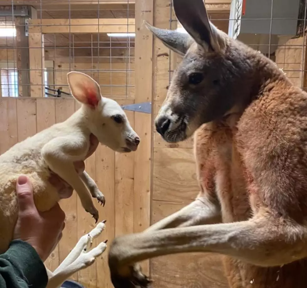 Red Kangaroo Gives Birth to Extremely Rare White Joey at Animal Adventure Park