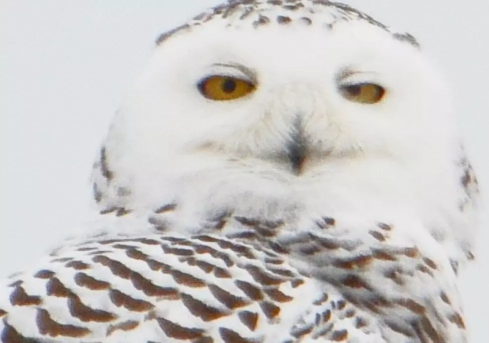 Photographer Captures Rare Arctic Snowy Owl in Central New York