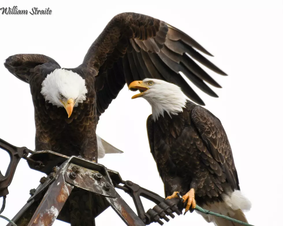 Did You Know Eagles Aren't Born with Traditional White Heads