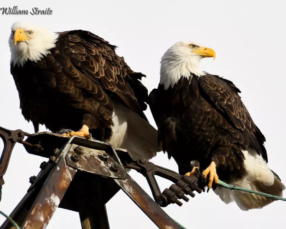 Prospect Photographer Shares Pictures of Majestic Eagle Mates