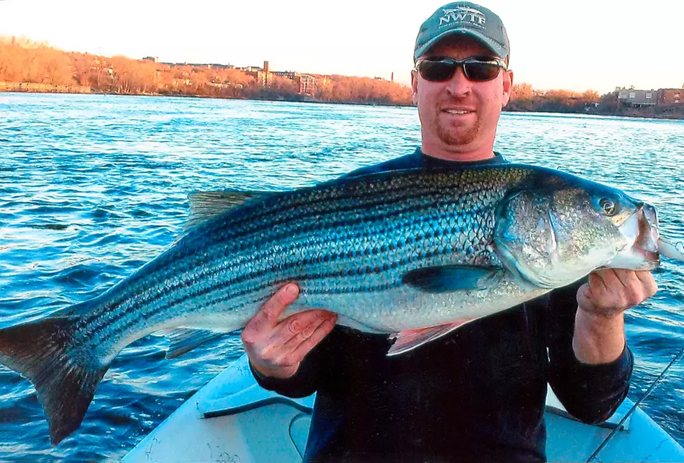 New York Regulating the Type of Hook Anglers Use for Striped Bass