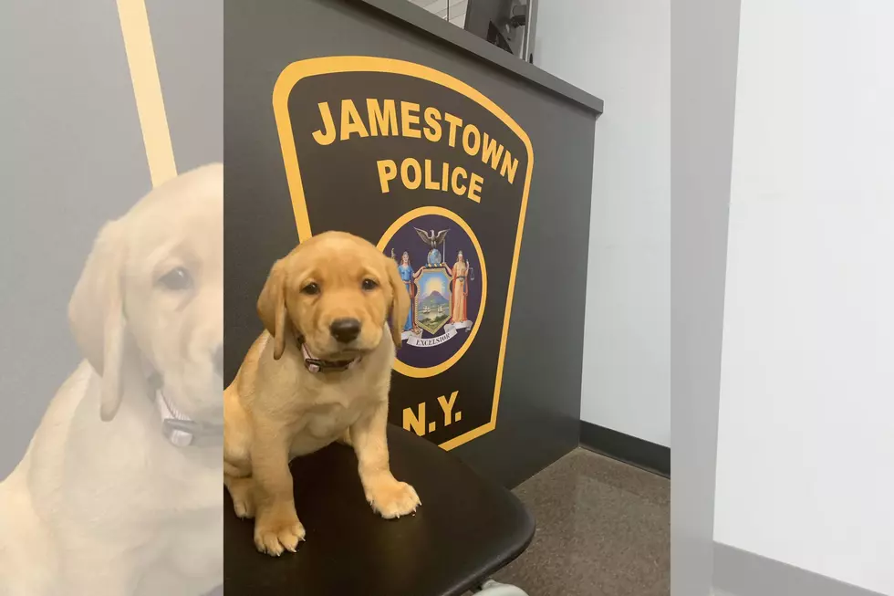 New York Police Department&#8217;s Officer Hope Will Lend Puppy Snuggles, Comfort to Trauma Victims