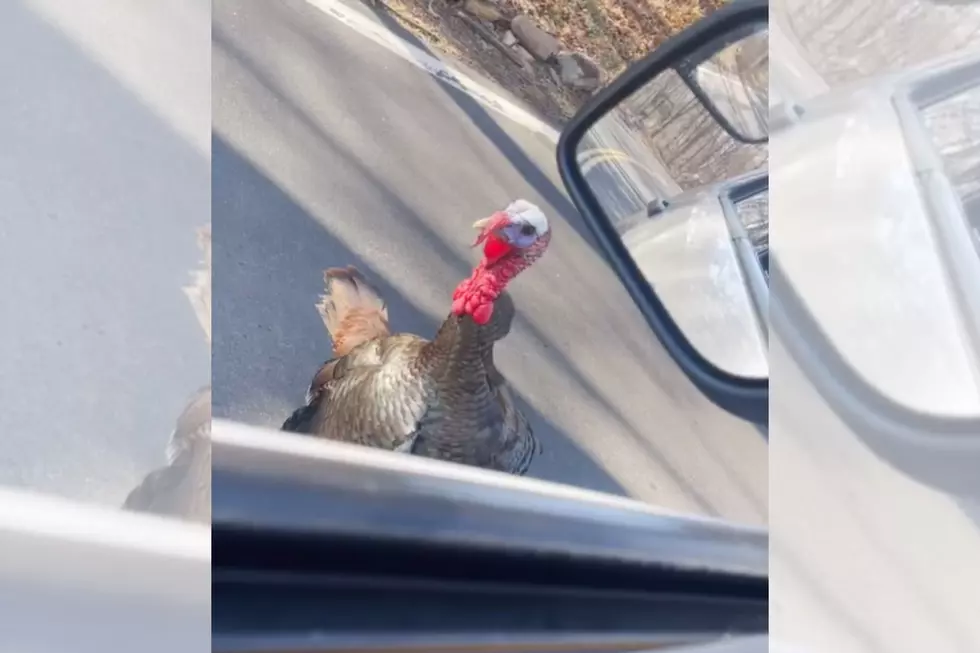 [WATCH]: Turkey Hilariously Backtalks Officer in Hudson Valley