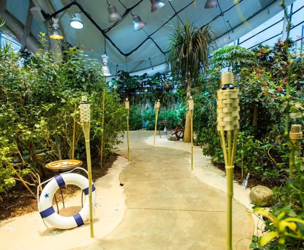 Escape Winter By Stepping Into Tropical Butterfly Garden Only 2 Hours From Utica