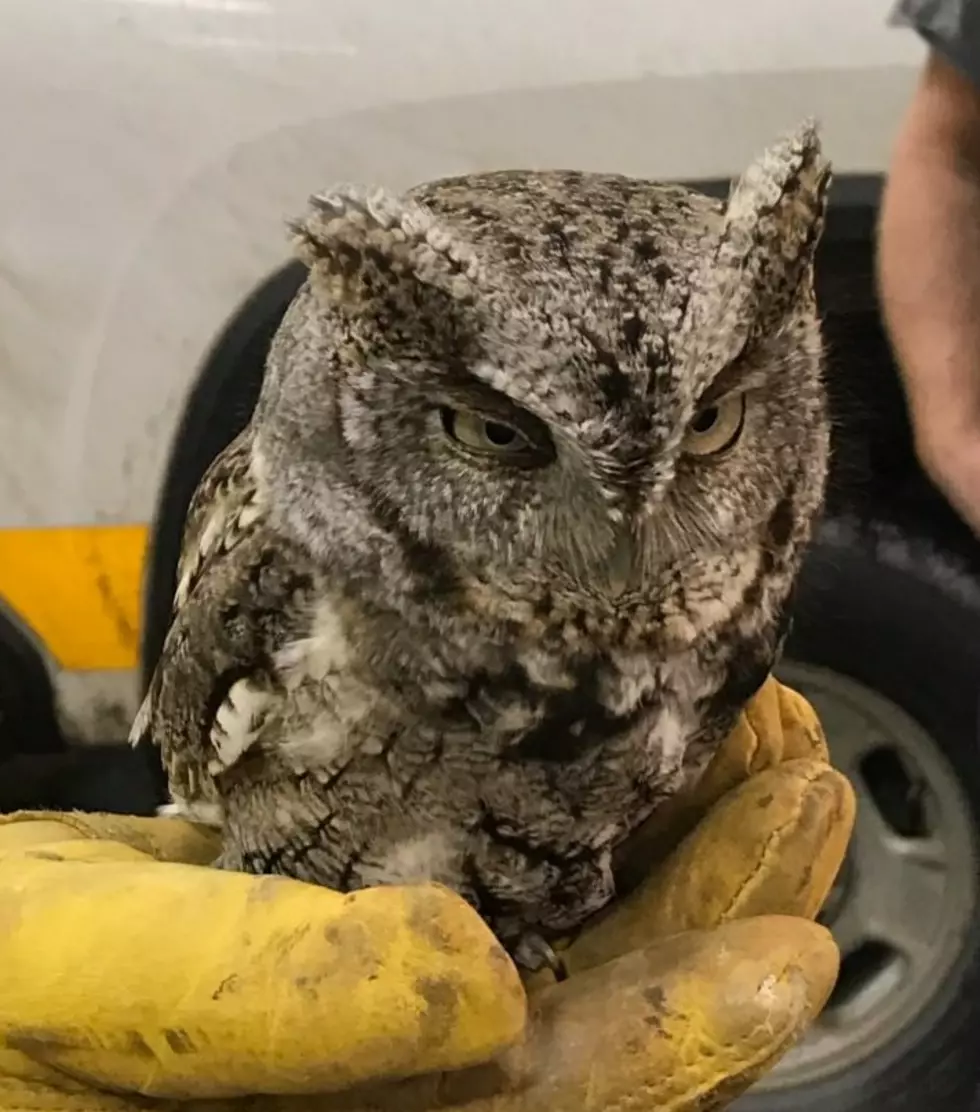 Owl Be There For You: DOT Worker Saves Owl That Flew Into His Windshield