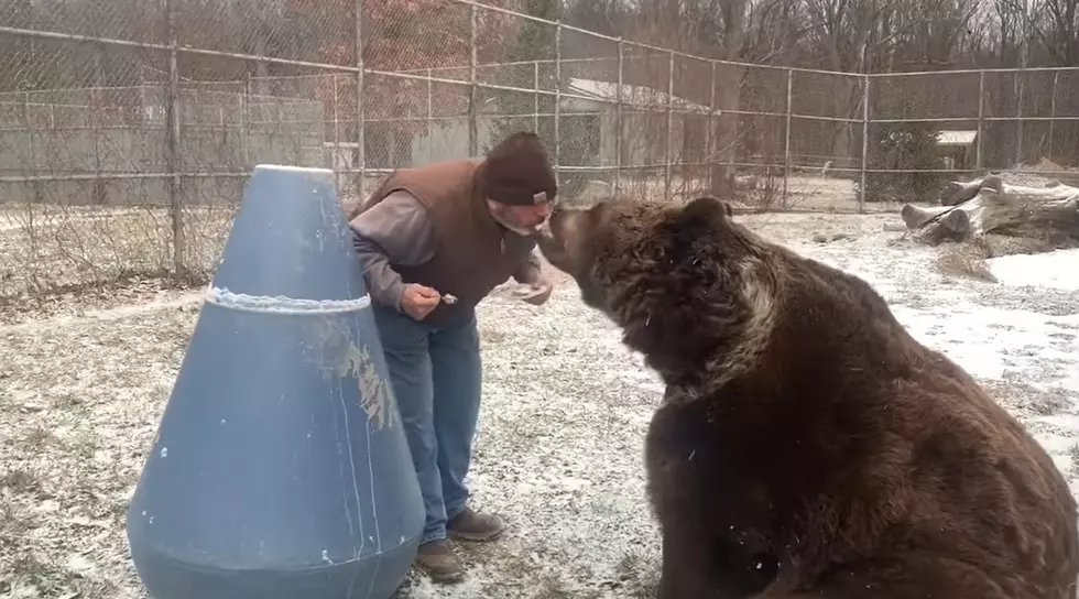 Wildlife Caretaker Feeds Bear Birthday Cake From His Mouth