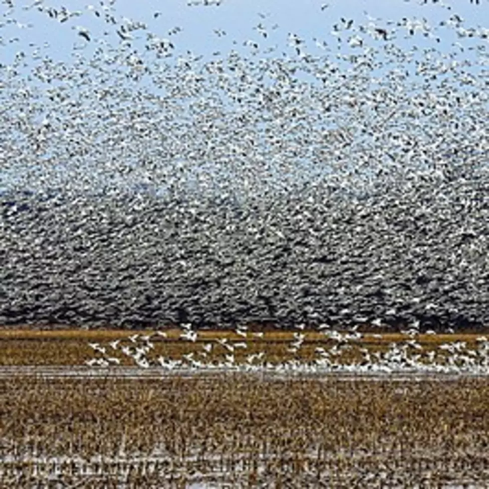 Over Half Million Geese Flock to New York Field For Magical Migration You Have to See Once