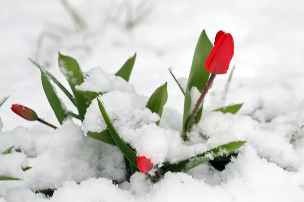Spring? Old Man Winter Bringing Record Low Temps &#038; Snow to CNY