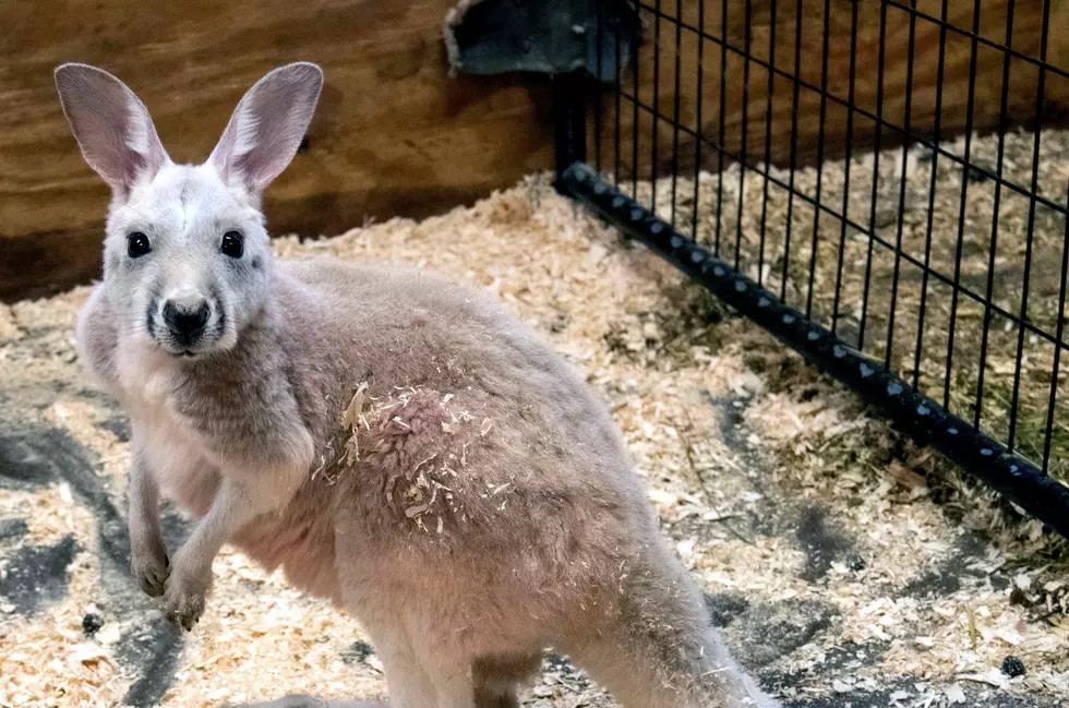 Take an Adventure Down Under in Aussie Walkabout at Animal Adventure Park in Harpursville, New York