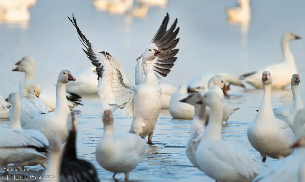 Watch Thousands of Snow Geese Land and Take Flight In Central New York