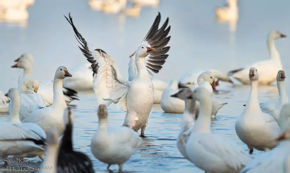 Watch Thousands of Snow Geese Land In Central New York