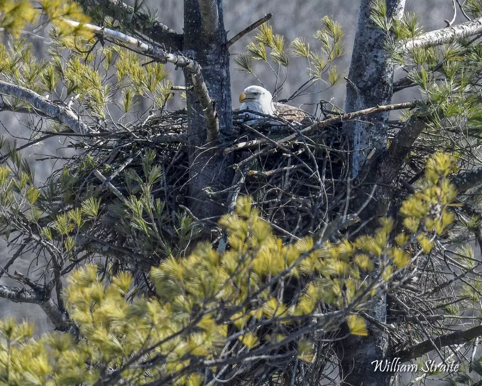 Central New York Eagles Protect Their Eggs From Invading Hawks