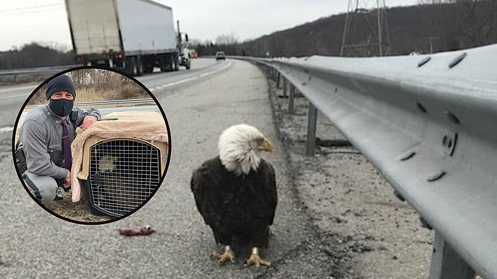 New York State Trooper Rescues Bald Eagle Injured on the Side of Busy Road