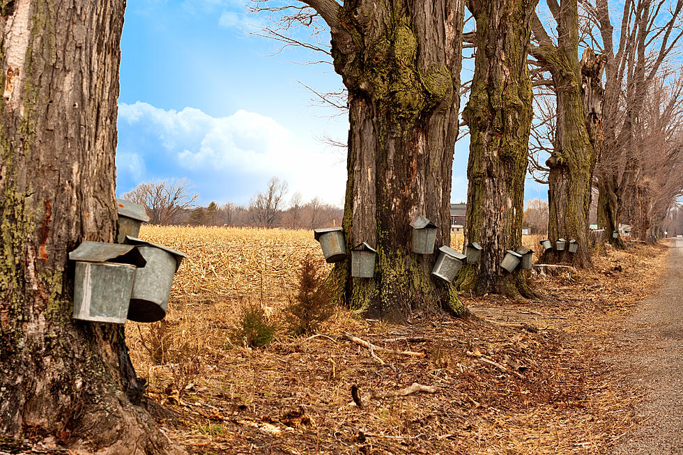 Learn How to Make Pure Maple Syrup at The Root Farm in Sauquoit