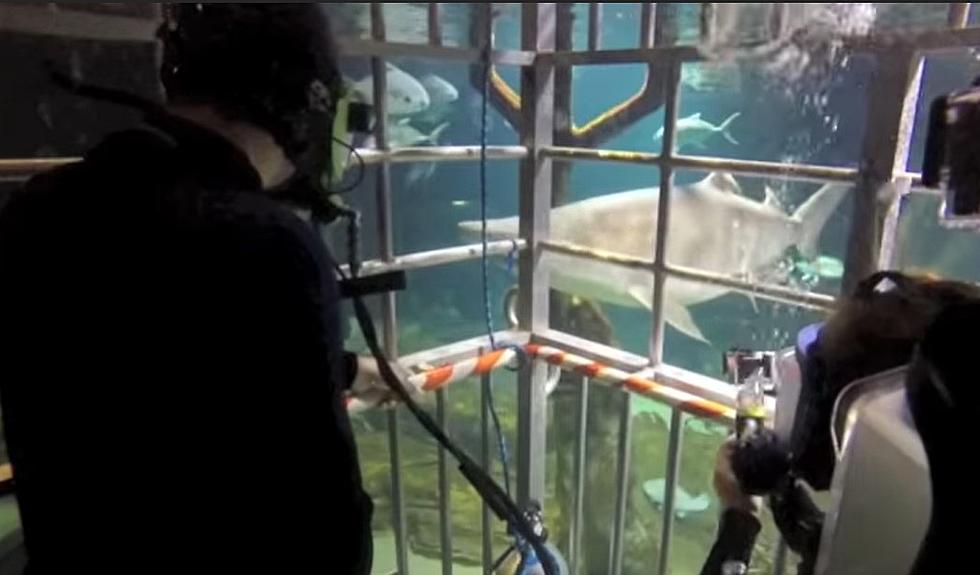 Dive with Sharks for a Jaw-some Adventure in New York