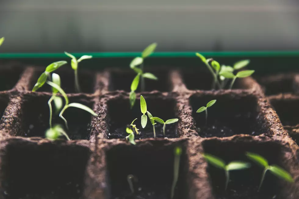 Get a Head Start on Spring With Free Zoom Gardening Classes