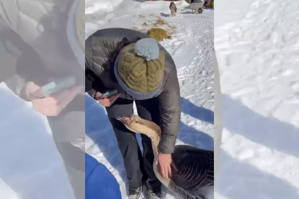 Old Forge Goose Finally Reunites with Human Best Friend