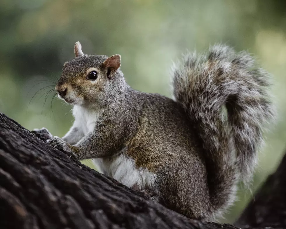 Rome Woman Saves Squirrel From Drowning in Pool 