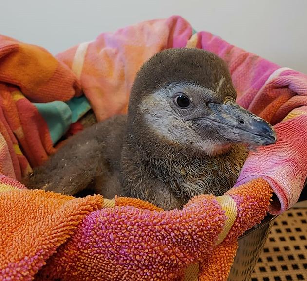 Help Name Baby Penguin Chick In Syracuse