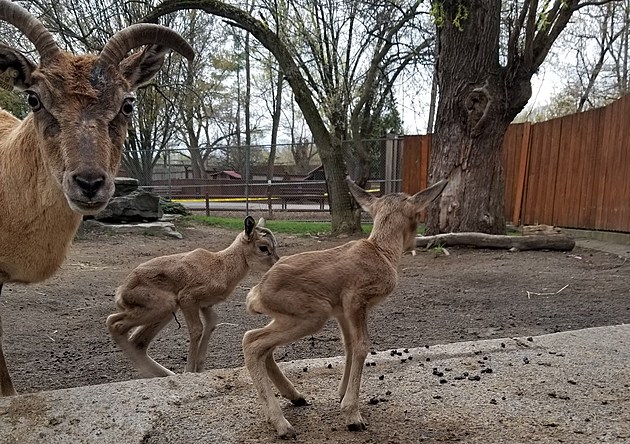 See Baby Urials at Utica Zoo As They Welcome More Visitors