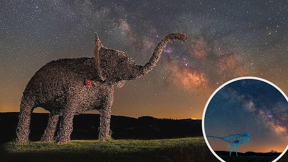Stunning Life Size Elephant and Magpie Captured Under the Stars