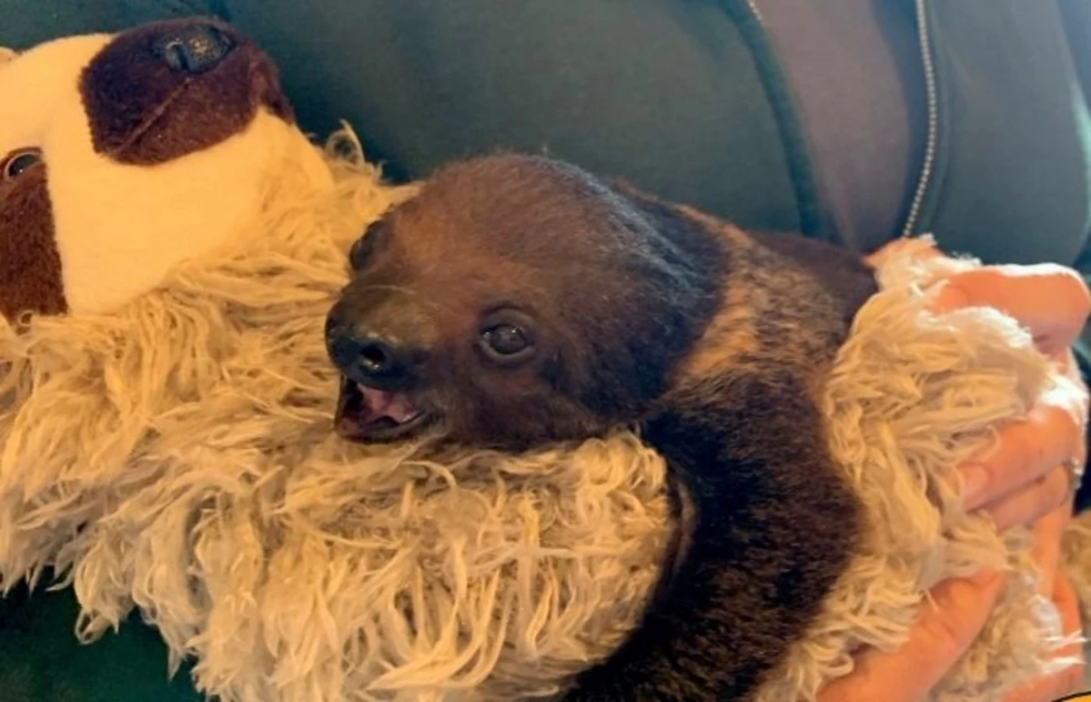 baby sloths cuddling
