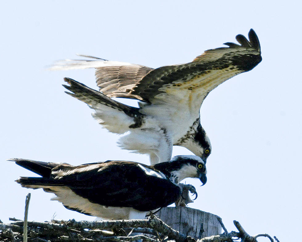 Wildlife Photographer Captures Osprey Mating Ritual Despite Breaking Ankle, See Amazing Pics