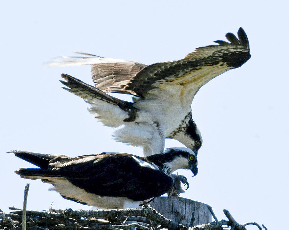 Wildlife Photographer Captures Rome Osprey Mating Ritual 