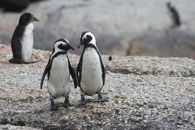 Wild Animal Park Now Booking Amazing Encounters With Endangered Penguins