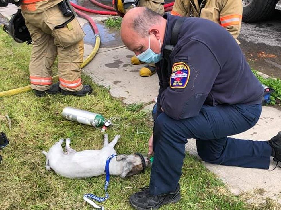 Firefighters Save Unconscious Puppy From House Fire in Syracuse