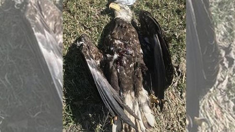Reward Offered to Find The Person Who Shot a Bald Eagle