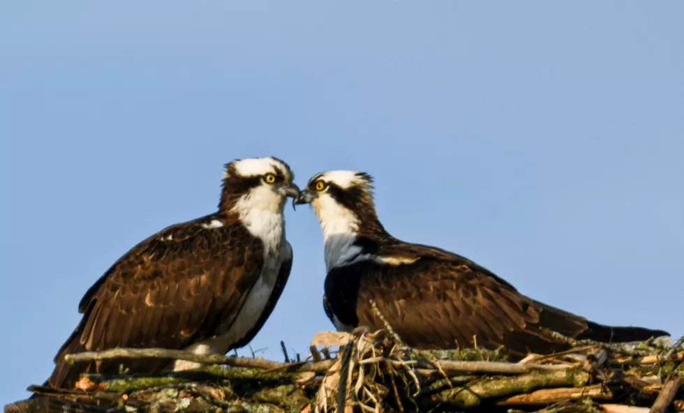 Adorable Osprey Couple in Rome Continue Mating Ritual Two Weeks Later