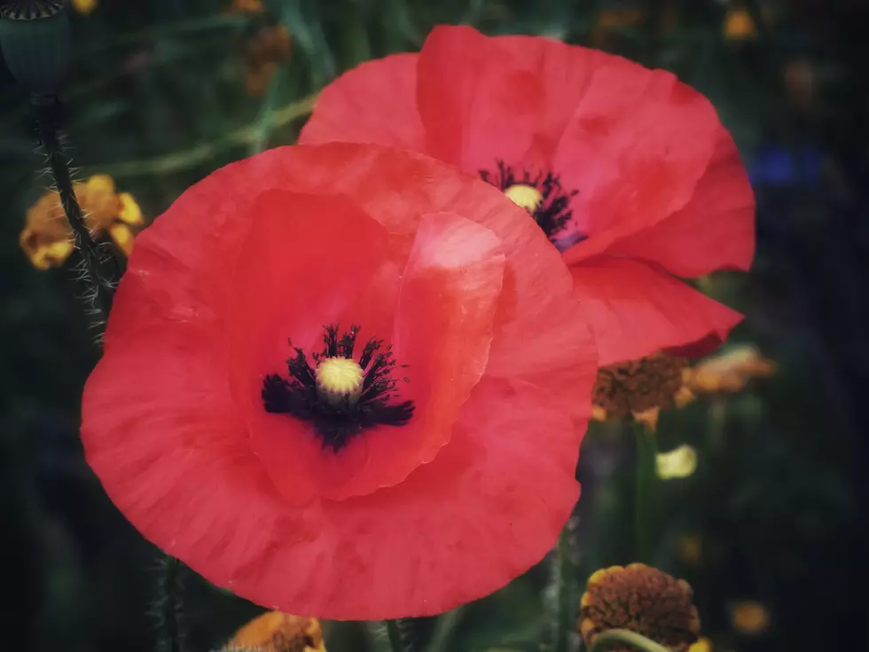 National Poppy Day is May 28~ Why You Need One For Memorial Day