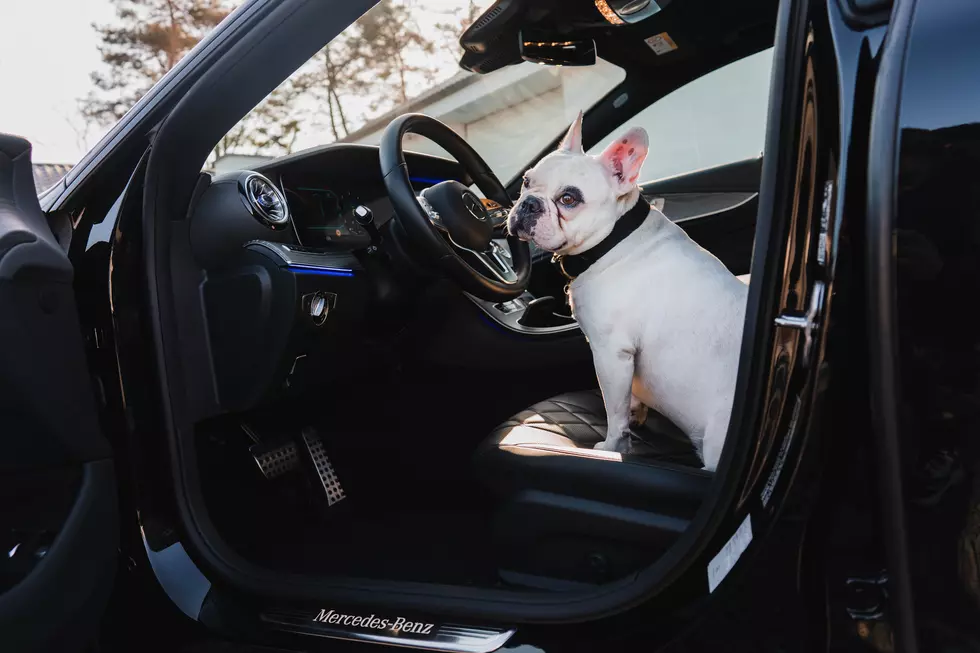 Is It Legal To Drive With A Dog On Your Lap In New York State?