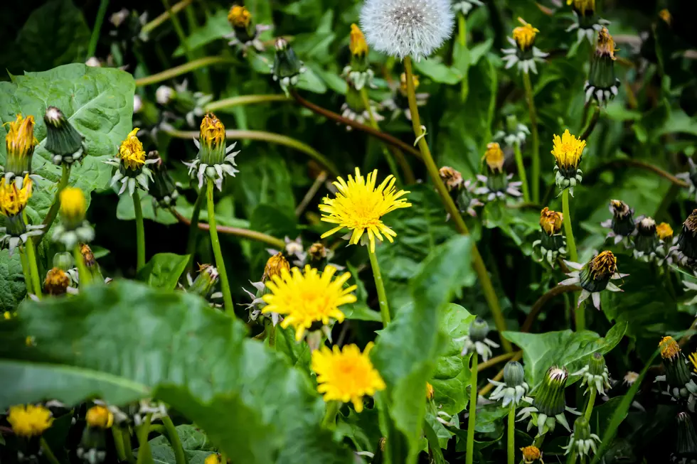 5 Killer Tips To Get Rid Of Dandelions Without Chemicals