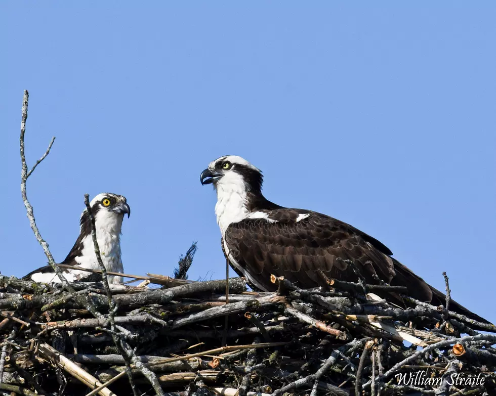 Two Male Osprey Fight for the Heart of One Female, It&#8217;s a Soap Opera in the Wild