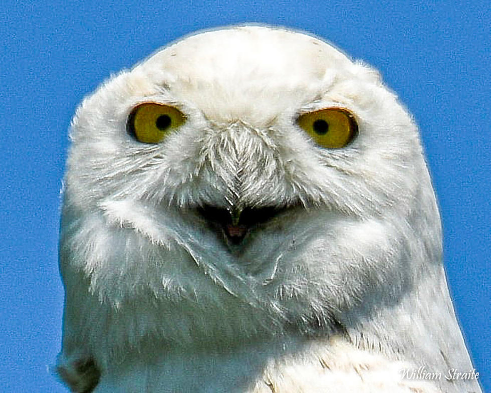 Rare Snowy Owl Likes Central New York So Much it Didn&#8217;t Return Home in Spring