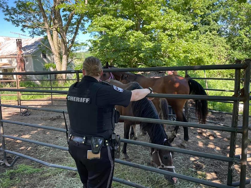 UPDATE: 38 Horses Adopted After Rescue From Hoarding Case in Roseboom NY
