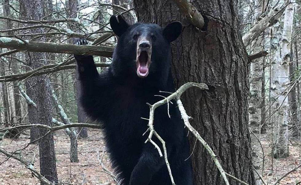 250 Pound Bear on the Loose After Escaping Adirondack Refuge