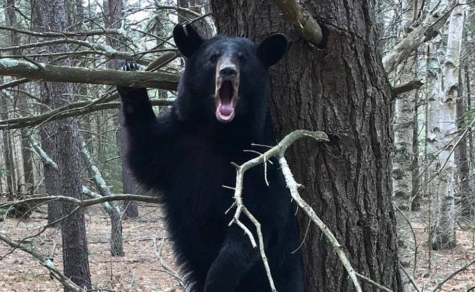 250 Pound Bear Remains on the Loose After Escaping Adirondack Refuge