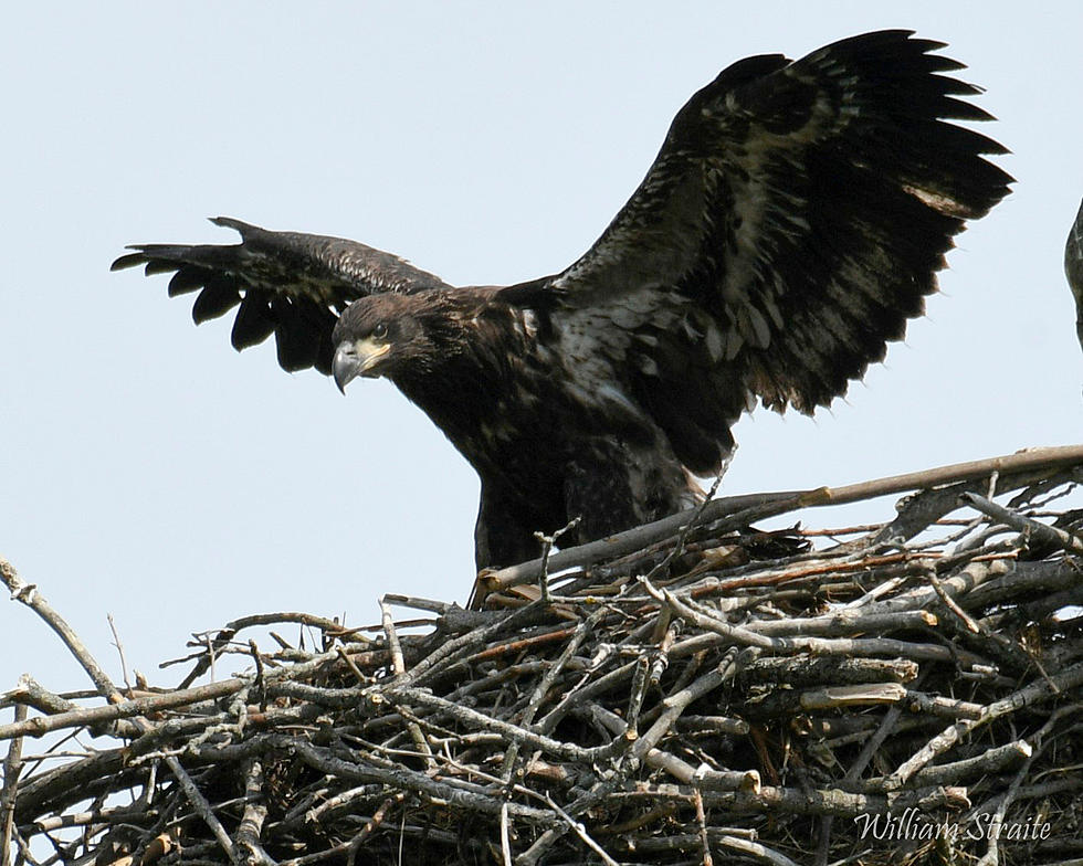 They Grow Up Fast – Twin Eaglets are Learning How to Fly – See Heartwarming Photos