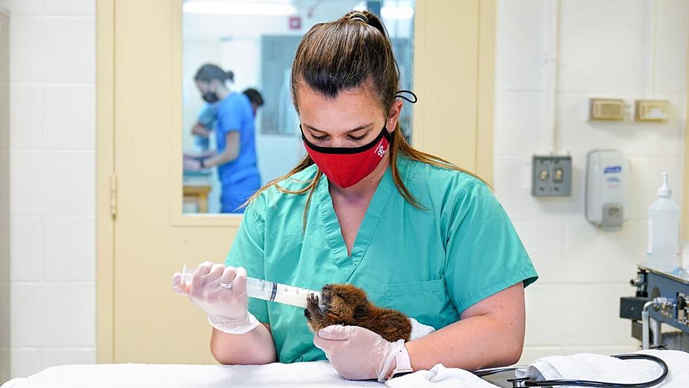 Cornell's Wildlife Hospital Nurses Three Orphaned Baby Beavers