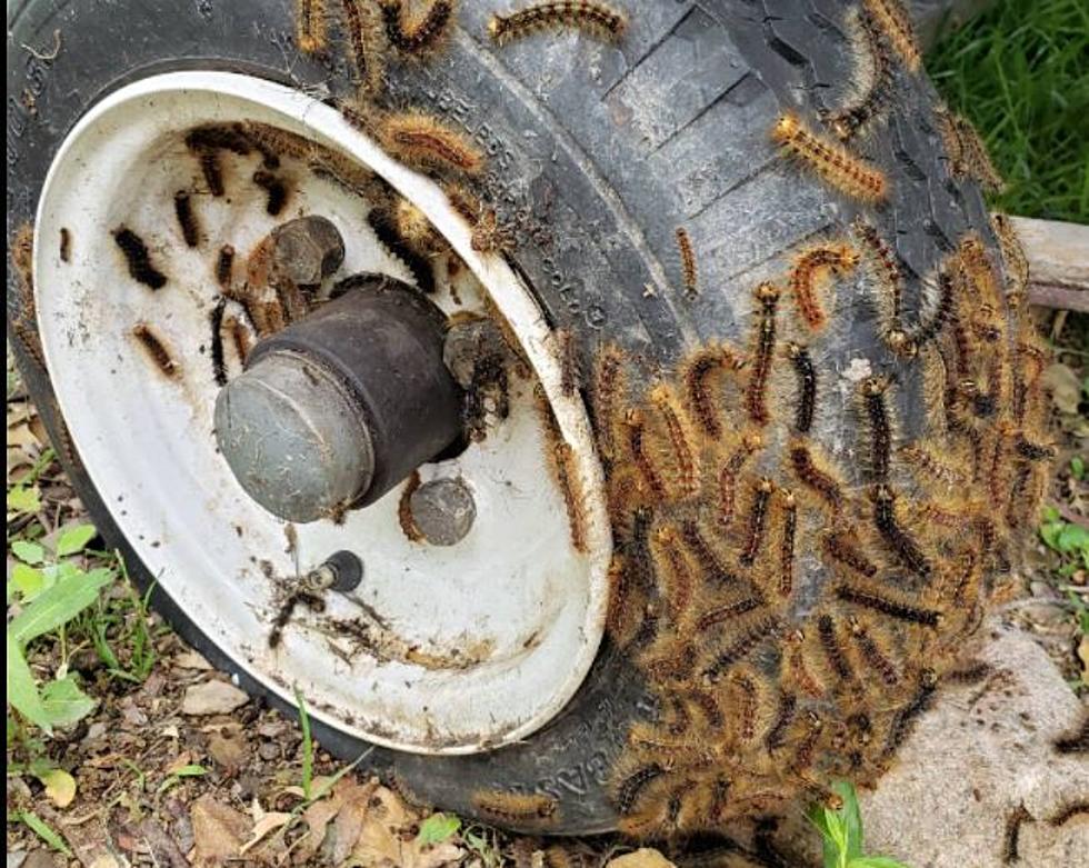 Infestation of Hungry Tent Caterpillars in Verona Beach Won&#8217;t Hurt You