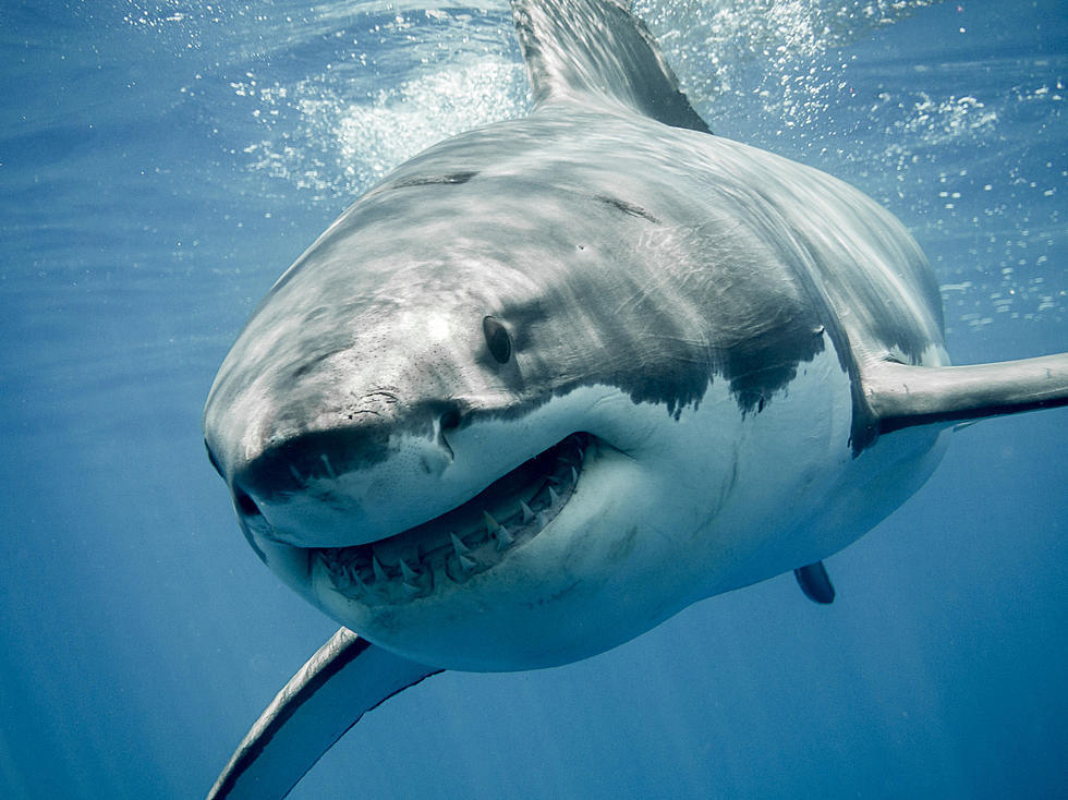 900 Pound Great White Shark Swimming Off New York Coast