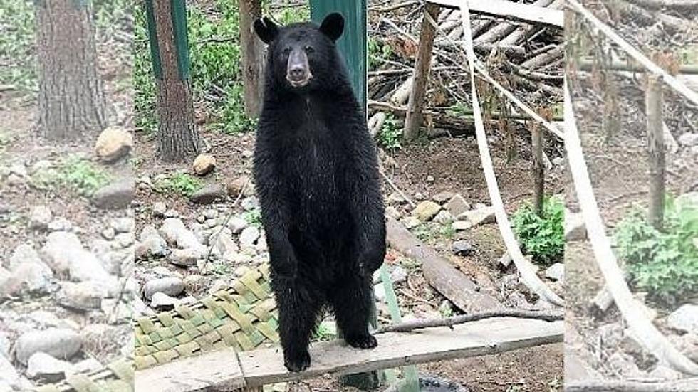 Adirondack Refuge Bear Tragically Dies Days After Being Sent to New Home