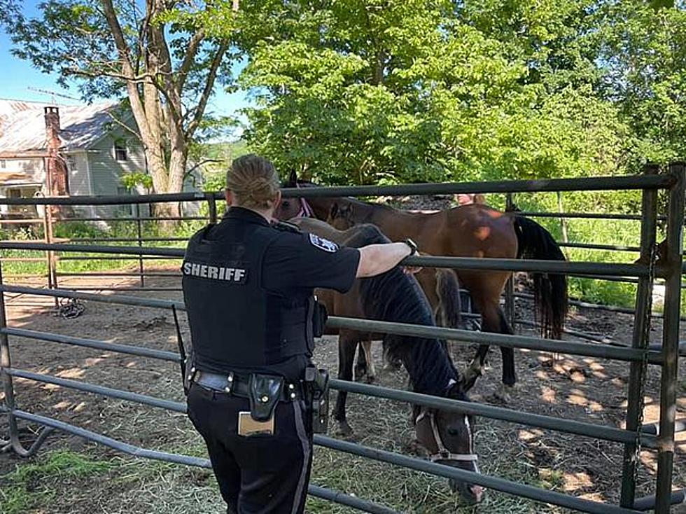 38 Horses Adopted After Rescue From Hoarding Case in Roseboom NY