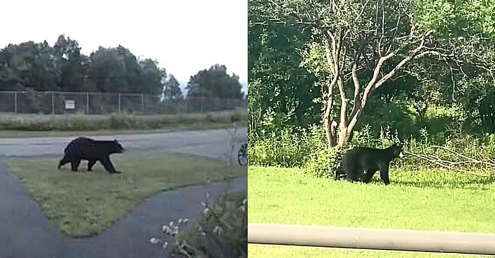 Beware of Two Bears Seen Wandering in Central New York Neighborhoods
