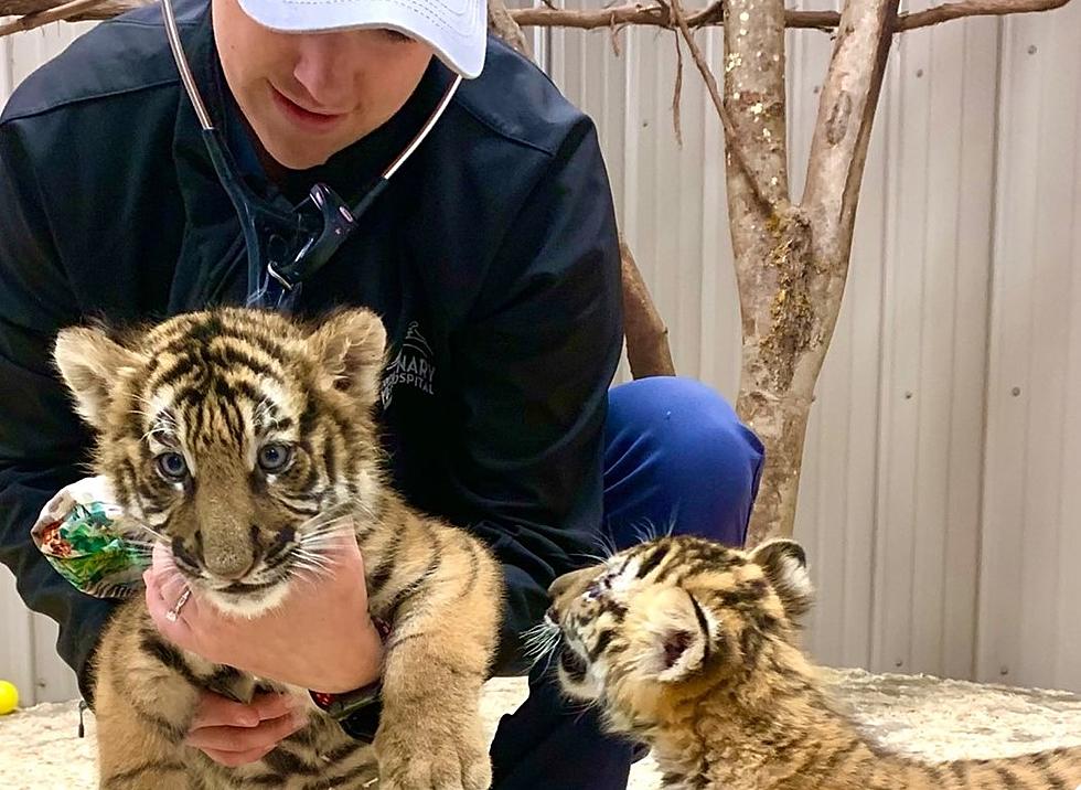 Animal Adventure Park Lets Cat Out of the Bag, Two Baby Tigers Added