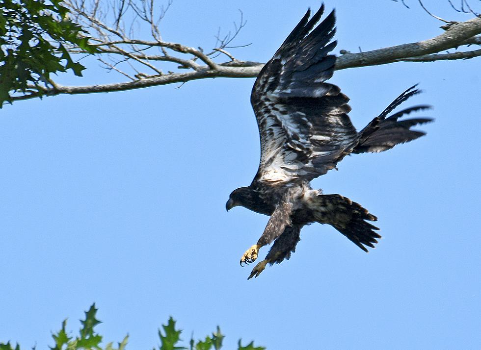 Stunning Photos as One of the Twin Eaglets Takes First Flight