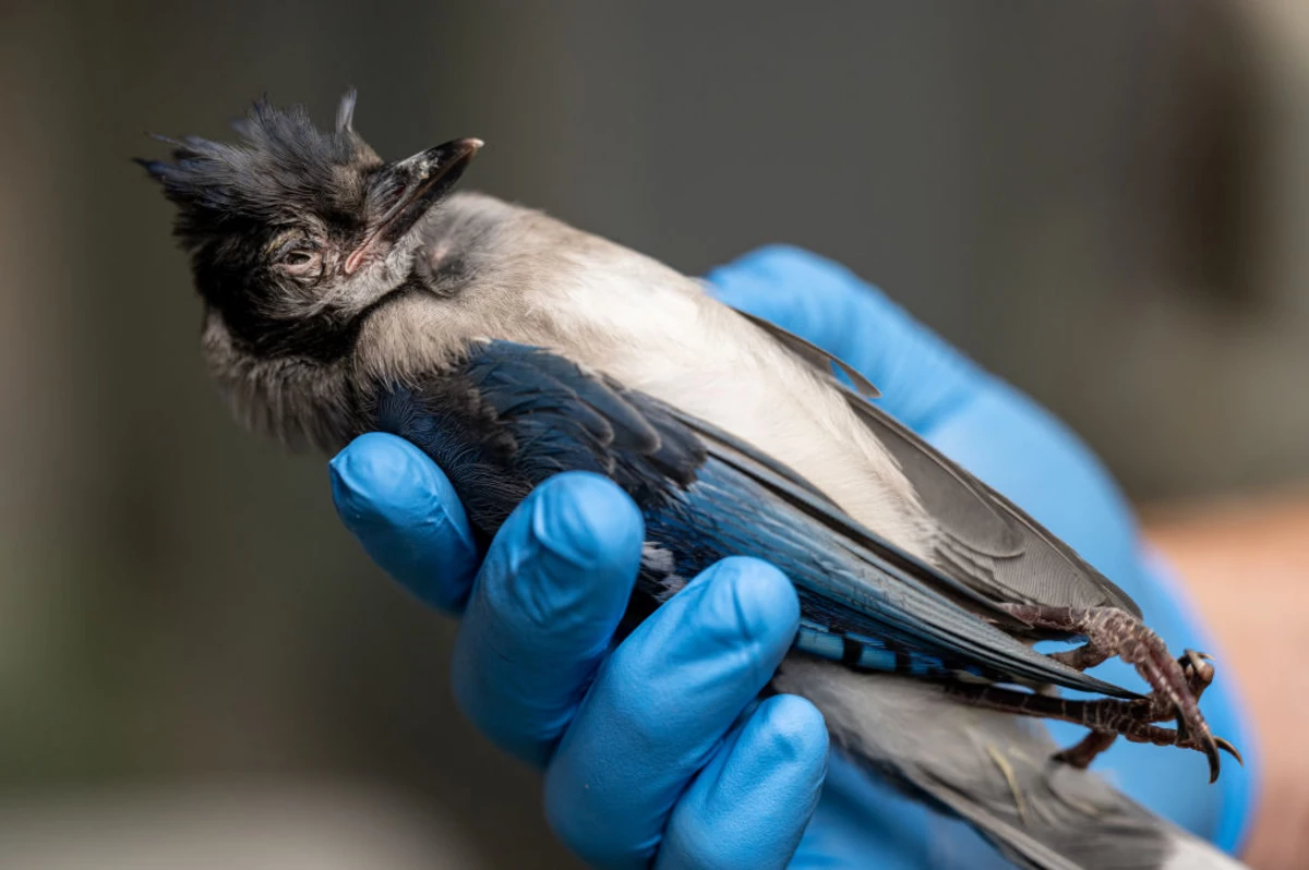 What to do if you find a baby bird; plus, baby Steller's Jay